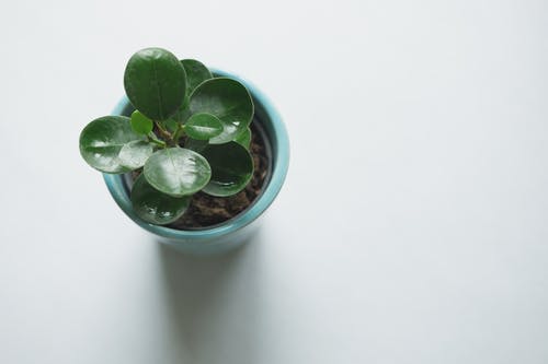 蓝色花瓶上的绿叶的植物 · 免费素材图片