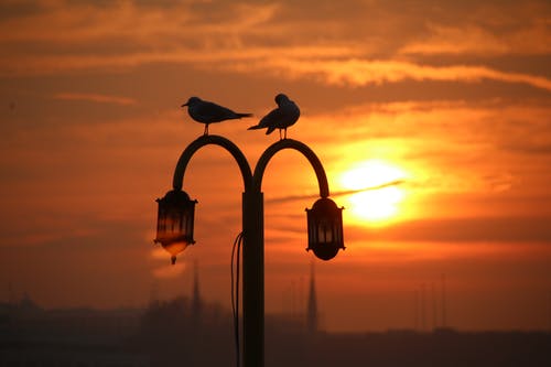 两只鸟在后灯 · 免费素材图片