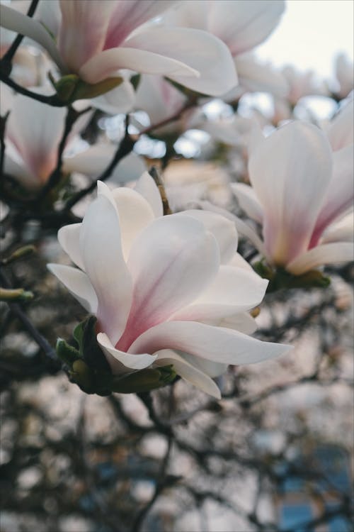 白色花瓣花的特写摄影 · 免费素材图片