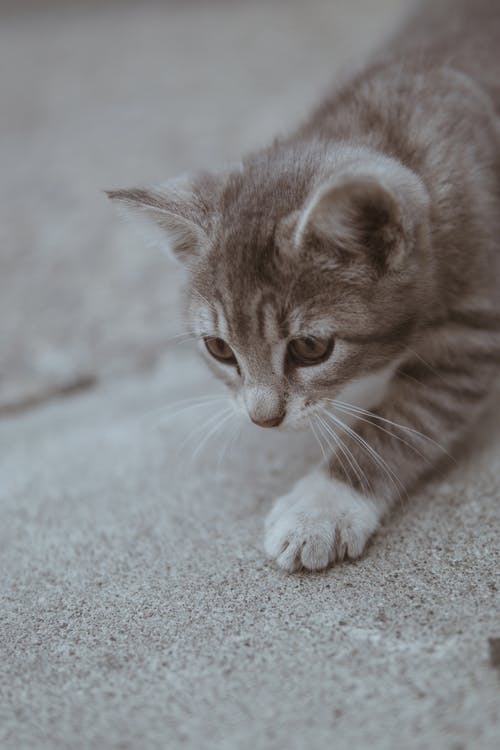 猫的特写摄影 · 免费素材图片