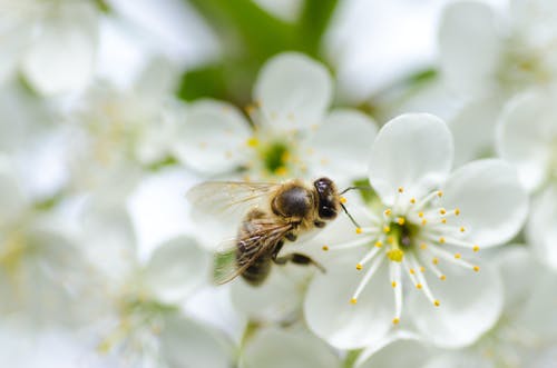黑蜂在白花上的特写摄影 · 免费素材图片