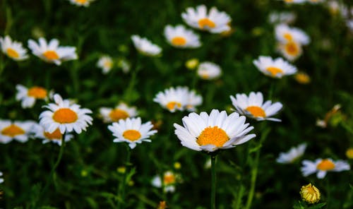 白雏菊花场 · 免费素材图片