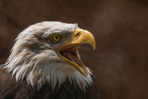 白头鹰的特写摄影 · 免费素材图片