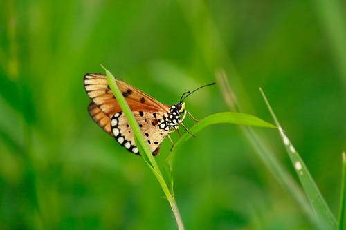 棕色蝴蝶在草地上 · 免费素材图片