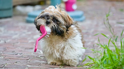 成人的棕色和白色西施犬 · 免费素材图片