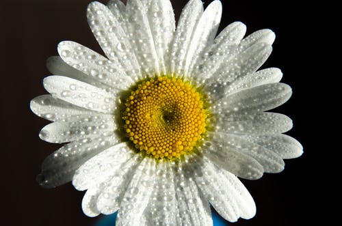 白菊花在微距拍摄 · 免费素材图片