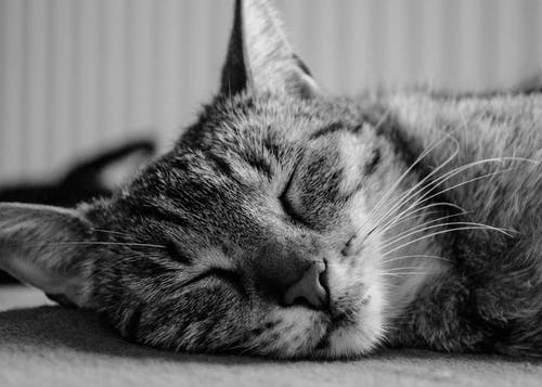 灰银虎斑猫睡觉 · 免费素材图片