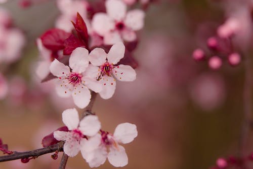 粉红色的花朵 · 免费素材图片