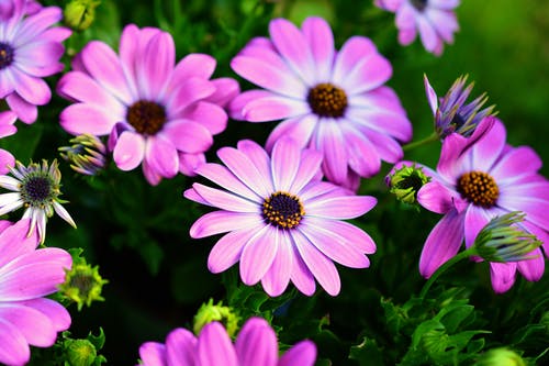 盛开的粉红色花 · 免费素材图片