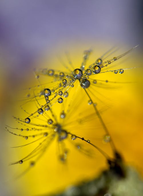 花中的水滴 · 免费素材图片