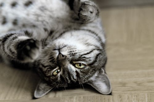 银虎斑猫躺在房间的地板上 · 免费素材图片