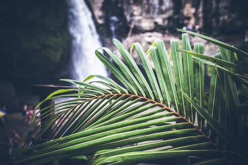 植物浅焦点照片 · 免费素材图片