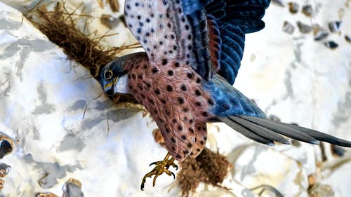 蓝色和棕色鸟在岩石附近 · 免费素材图片