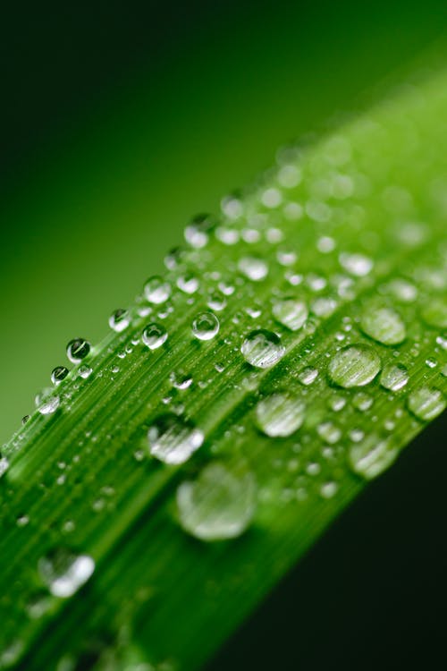 绿叶与水滴的焦点摄影 · 免费素材图片