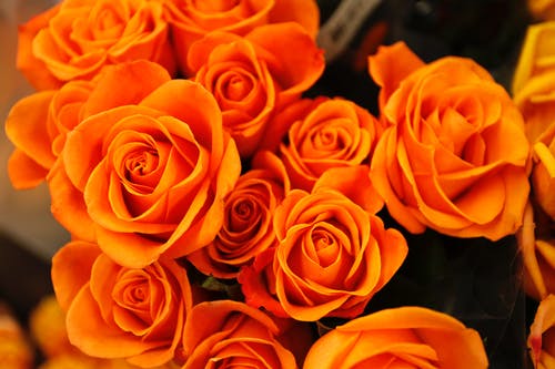 橙花瓣花床 · 免费素材图片