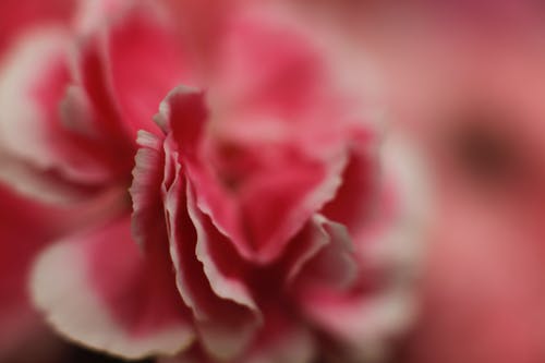 粉红色和粉红色花瓣的花朵 · 免费素材图片