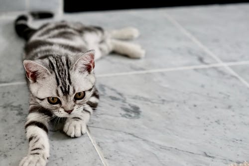 躺在瓷砖上的白色和黑色的小猫 · 免费素材图片