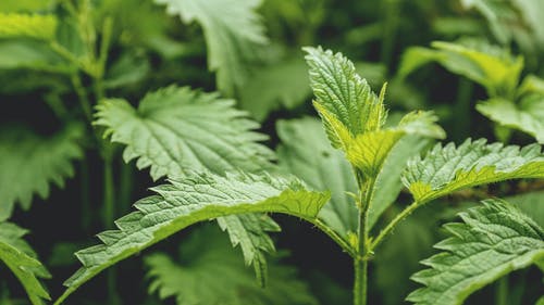 绿色锯齿状叶子植物的焦点照片 · 免费素材图片