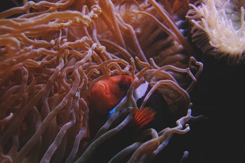 小丑鱼在海葵旁边游泳 · 免费素材图片