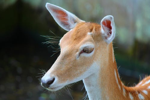棕鹿的选择性聚焦摄影 · 免费素材图片