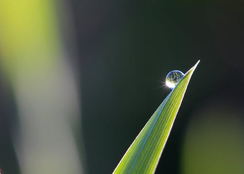 水滴叶子的选择性聚焦摄影 · 免费素材图片