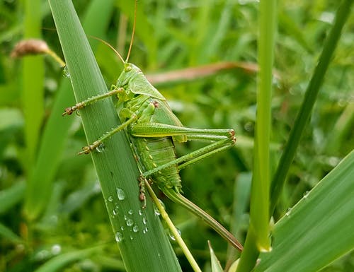 绿色蚱hopper栖息在草地上 · 免费素材图片