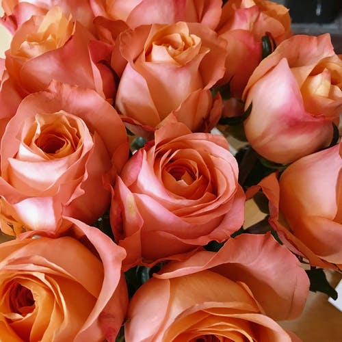 堆粉红色的玫瑰花朵 · 免费素材图片