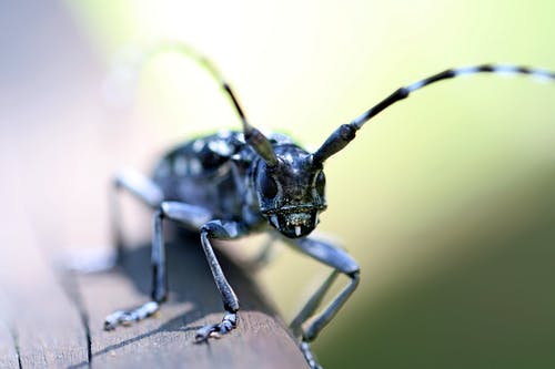 昆虫的浅焦点照片 · 免费素材图片