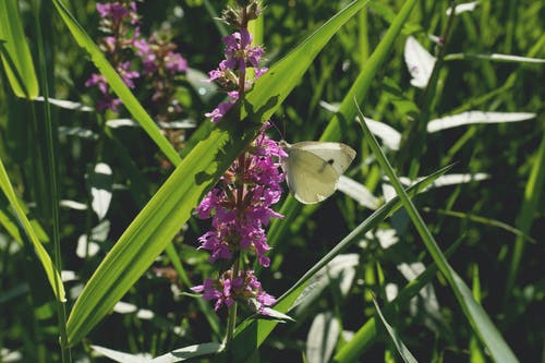 被草包围的紫色花 · 免费素材图片