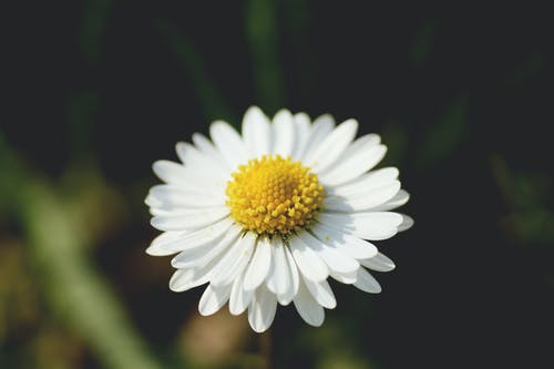 白色和黄色的花 · 免费素材图片