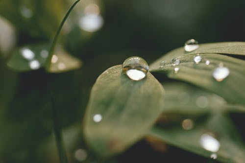 晨露植物的近距离视图 · 免费素材图片