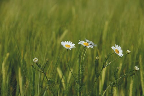 雏菊花 · 免费素材图片