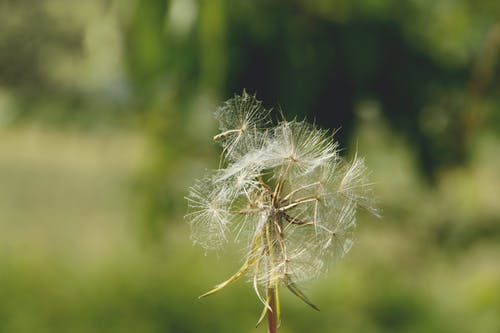 蒲公英厂 · 免费素材图片