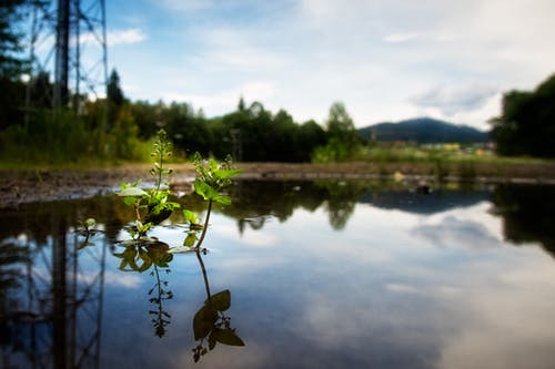 水生绿叶植物 · 免费素材图片