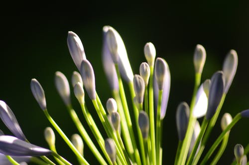 白色花瓣花的选择性聚焦摄影 · 免费素材图片