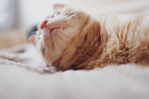 躺在垫子上的橙色虎斑猫 · 免费素材图片