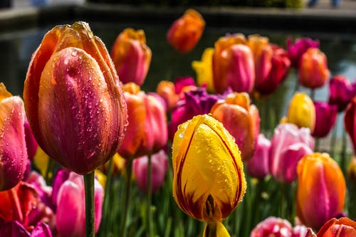 郁金香花蕾床 · 免费素材图片