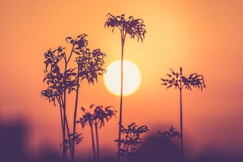 黄金时段的植物剪影 · 免费素材图片