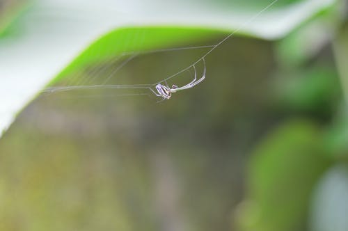 蜘蛛的选择性聚焦摄影 · 免费素材图片