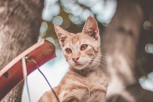 橙色虎斑猫的焦点摄影 · 免费素材图片