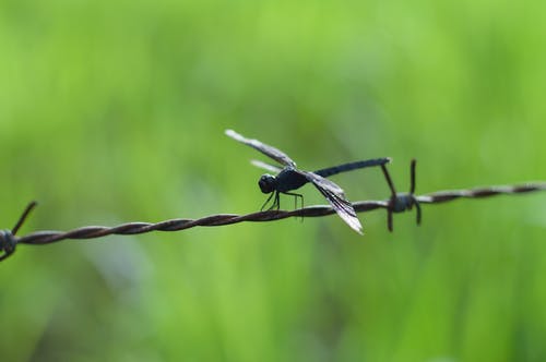 黑蜻蜓 · 免费素材图片