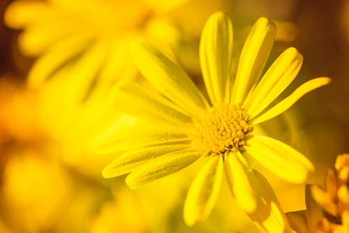 盛开的黄色花朵的选择性聚焦摄影 · 免费素材图片