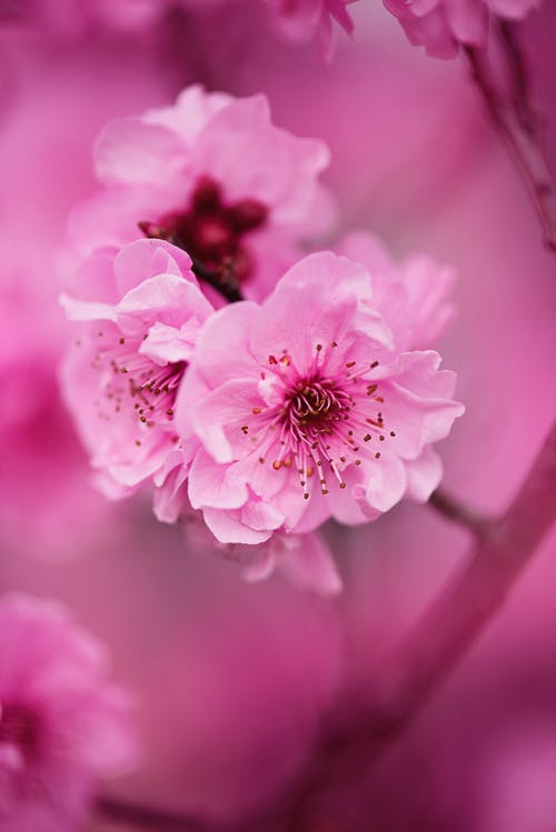 粉红色的花朵 · 免费素材图片