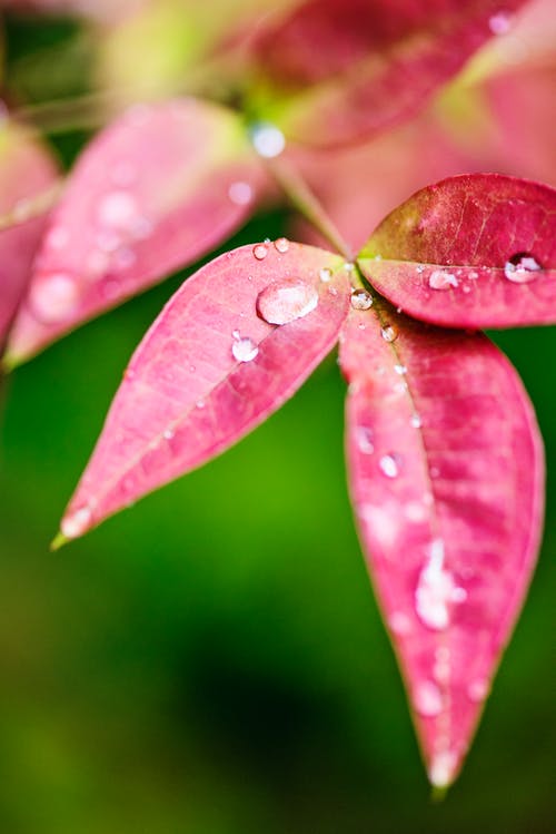 粉红色的叶子与水的露珠 · 免费素材图片