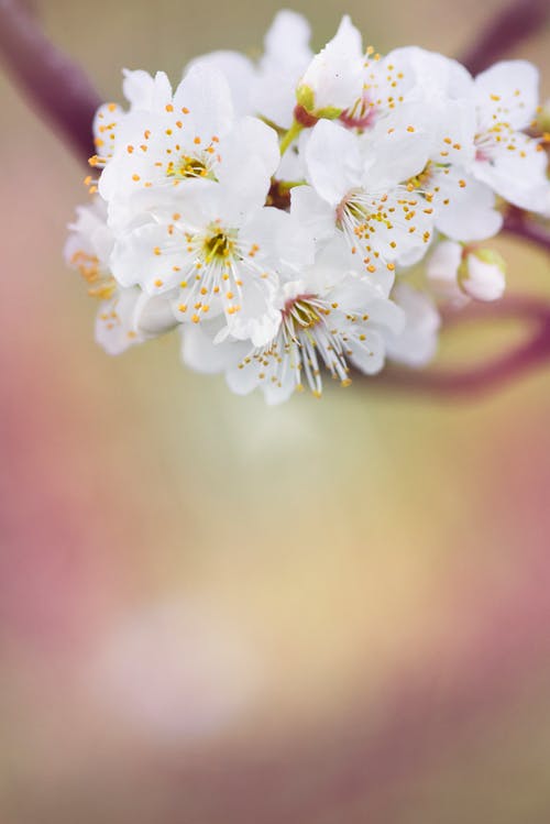 白色花瓣花选择性聚焦摄影 · 免费素材图片