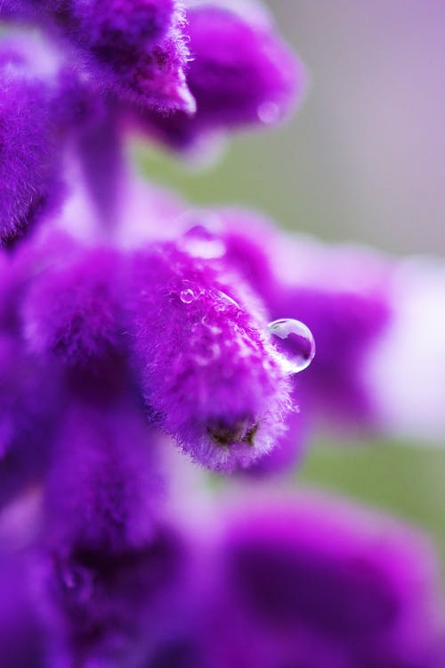 紫花瓣花与露滴关闭了摄影 · 免费素材图片