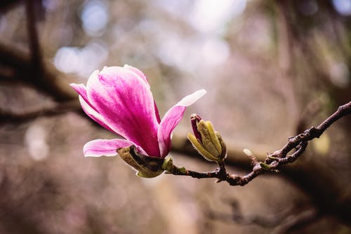 粉红色的花瓣花选择性聚焦摄影 · 免费素材图片