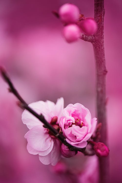 粉红色的花瓣花的特写摄影 · 免费素材图片