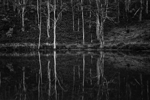 树木和水体的灰度照片 · 免费素材图片