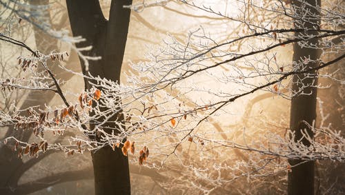霜树 · 免费素材图片